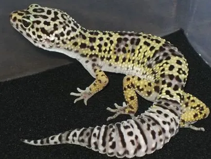 Conținutul Gecko Leopard, fotografii, video