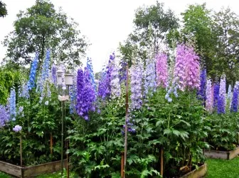 reproducerea Delphinium