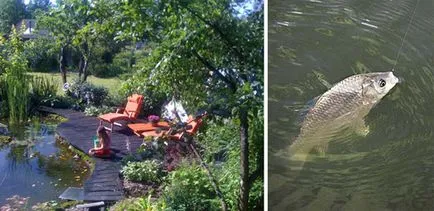 Tenyészhalakra kerti tavak vagy halászat ponty