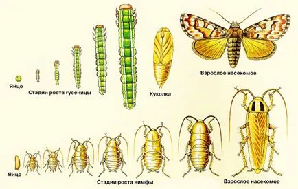 Sokszorosítása rovarok 1
