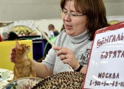 Мислейки за котки