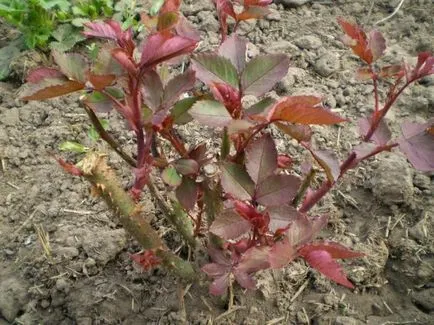 Размножаване чрез резници от рози есенни подробни инструкции за начинаещи