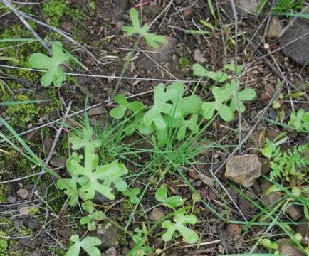 reproducerea Delphinium