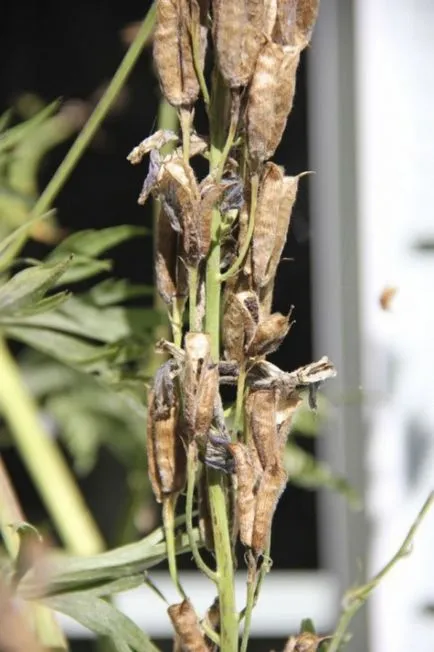 reproducerea Delphinium