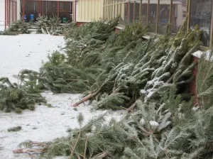 copac Reîncarnarea sau ce să facă cu bradul de Crăciun după sărbători, eco-bum