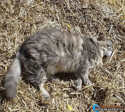 Rekordok a világon a macskák