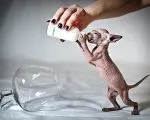 Рецепти котячих ласощів (харчування кішок) Рецепти котячих ласощів