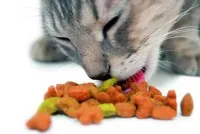 Рецепти котячих ласощів (донський сфінкс харчування) Рецепти котячих ласощів