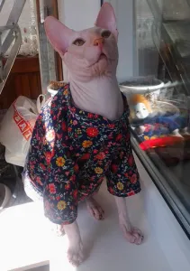 Рецепти котячих ласощів (рецепти) Рецепти котячих ласощів