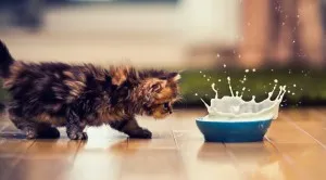 Рецепти котячих ласощів (котячих) Рецепти котячих ласощів