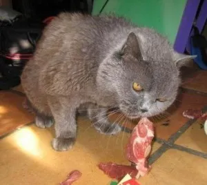 Рецепти котячих ласощів (котячих) Рецепти котячих ласощів