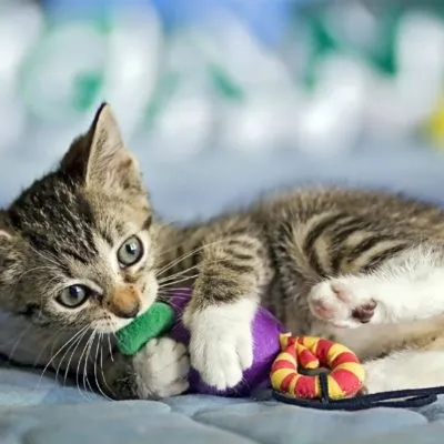 Запор у кота прічн, ознаки, лікування, 5 фото, відео (запор) Запор у кота прічн, ознаки, лікування, 5 фото, відео