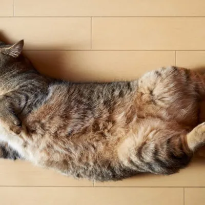 Запор у кота прічн, ознаки, лікування, 5 фото, відео (кишечника прямої кишки) Запор у кота прічн, ознаки, лікування, 5 фото, відео