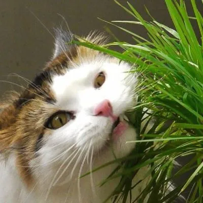 Запор у кота прічн, ознаки, лікування, 5 фото, відео (кота) Запор у кота прічн, ознаки, лікування, 5 фото, відео