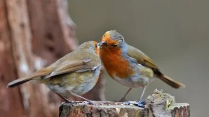 Зарянка (erithacus rubecula) види, самець і самка, фото, голос, відео