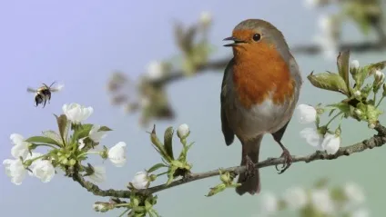 Зарянка (erithacus rubecula) види, самець і самка, фото, голос, відео