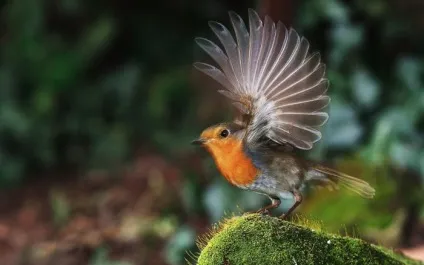 Зарянка (erithacus rubecula) види, самець і самка, фото, голос, відео