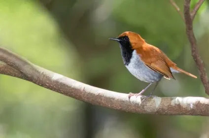 Зарянка (erithacus rubecula) види, самець і самка, фото, голос, відео