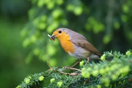 Зарянка (erithacus rubecula) види, самець і самка, фото, голос, відео