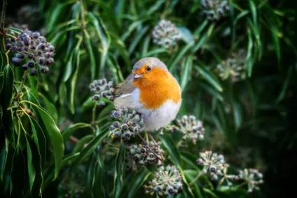 Зарянка (erithacus rubecula) види, самець і самка, фото, голос, відео