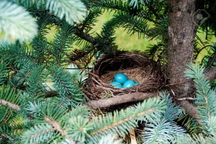 Зарянка (erithacus rubecula) види, самець і самка, фото, голос, відео
