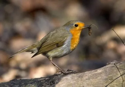 Зарянка (erithacus rubecula) види, самець і самка, фото, голос, відео