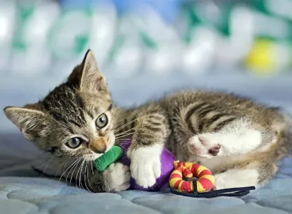 Запор у кота прічн, ознаки, лікування, 5 фото, відео (кишечника прямої кишки) Запор у кота прічн, ознаки, лікування, 5 фото, відео
