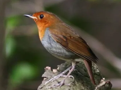 Зарянка (erithacus rubecula) види, самець і самка, фото, голос, відео