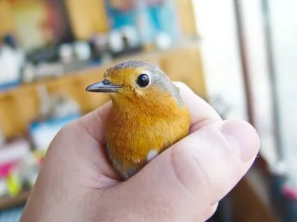 Зарянка (erithacus rubecula) види, самець і самка, фото, голос, відео
