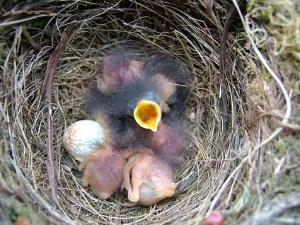 Зарянка (erithacus rubecula) види, самець і самка, фото, голос, відео
