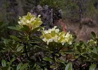 specii de Rhododendron cu fotografie populară, cultivare, îngrijire adecvată și metode de reproducere