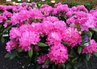 specii de Rhododendron cu fotografie populară, cultivare, îngrijire adecvată și metode de reproducere