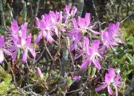 specii de Rhododendron cu fotografie populară, cultivare, îngrijire adecvată și metode de reproducere