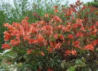 specii de Rhododendron cu fotografie populară, cultivare, îngrijire adecvată și metode de reproducere