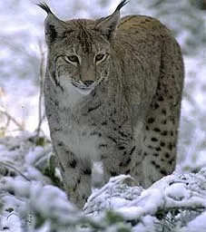 Lynx - pisică sălbatică