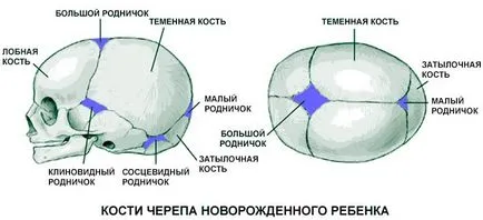 Fontanelle при кърмачета, малки фонтанела новородено