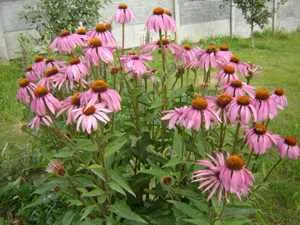 specii Rudbeckia de plante de grădină