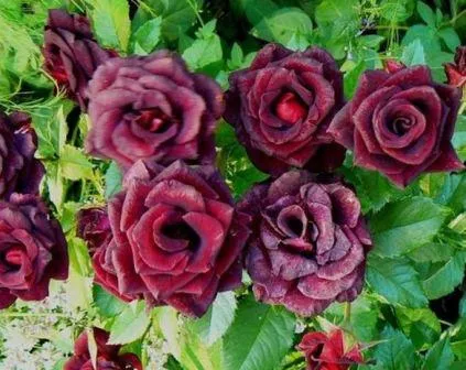 Rosa черна магия, фото цвете, и неговото описание, грижи съвети, dachasadovoda
