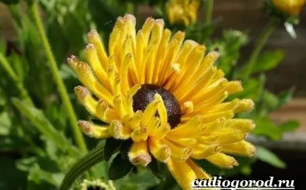 Rudbeckia цвете