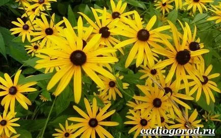 Rudbeckia цвете