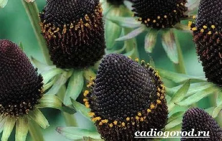 Rudbeckia цвете