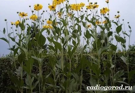 Rudbeckia цвете