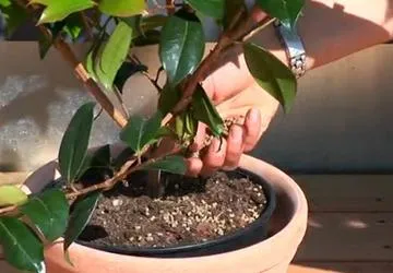 plantare Camellia gradina, cultivarea de flori și de îngrijire a notelor individuale