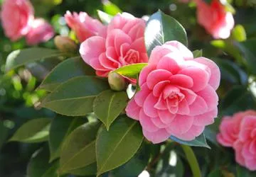 plantare Camellia gradina, cultivarea de flori și de îngrijire a notelor individuale