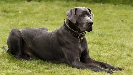 A legnagyobb kutya a világon fotó leírás sziklák tetejére