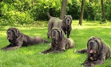 Cel mai mare câine, mici și scumpe