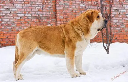 Най-голямото куче в горната част на света снимка описание скали