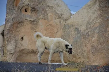 A legnagyobb kutya a világon fotó leírás sziklák tetejére