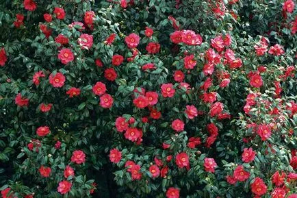 plantare Camellia gradina, cultivarea de flori și de îngrijire a notelor individuale