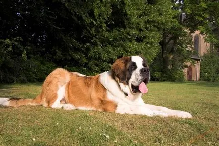 Най-голямото куче в горната част на света снимка описание скали